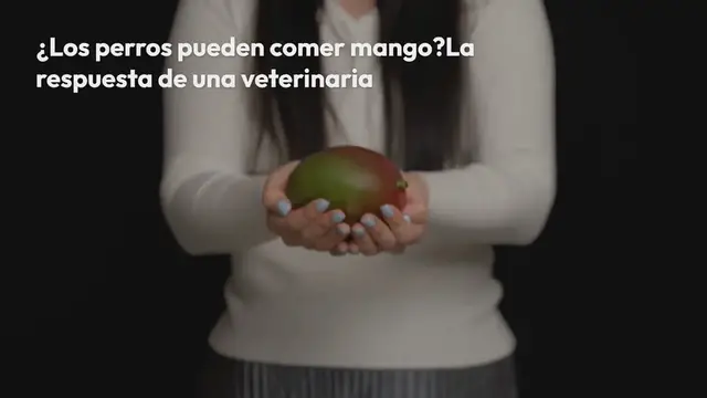 Video thumbnail for ¿Los perros pueden comer mango? La respuesta de una veterinaria