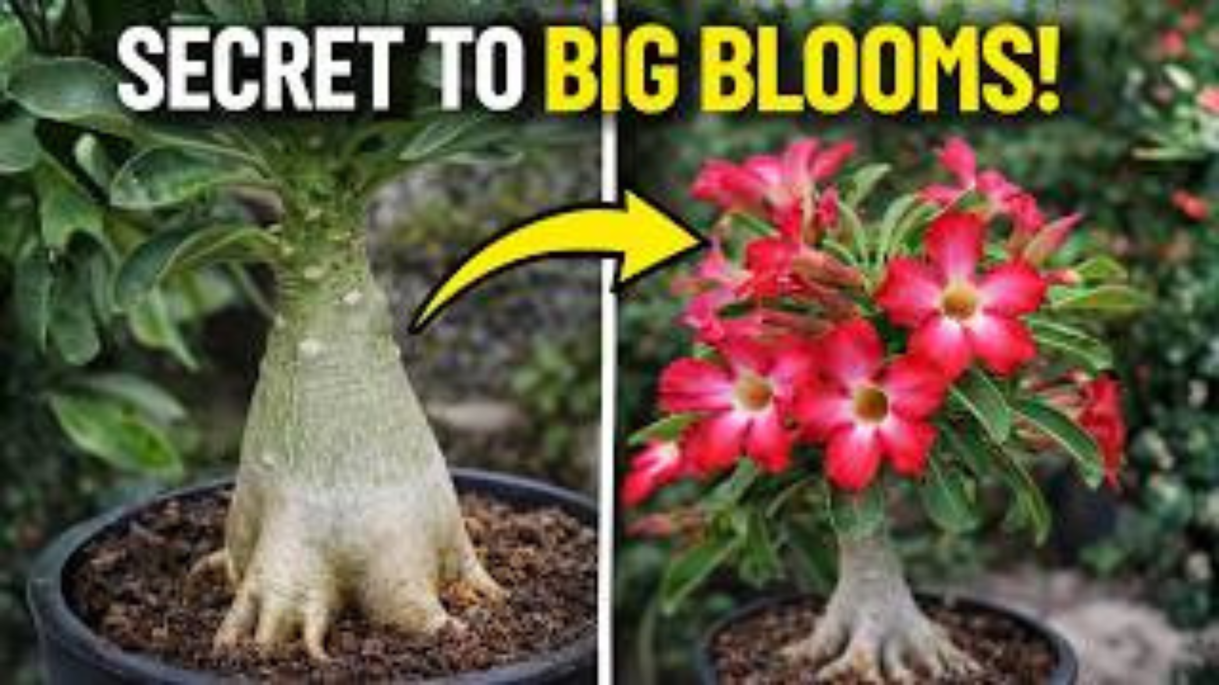 Video thumbnail for Desert Rose Bonsai Care Guide 🌺 Grow & Bloom Your Adenium Like a Pro (Beginner Friendly)