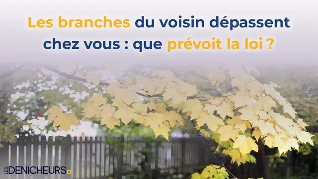 Video thumbnail for 🌳 Les branches du voisin dépassent chez vous 🌲 : que prévoit la loi ? 🔎📝