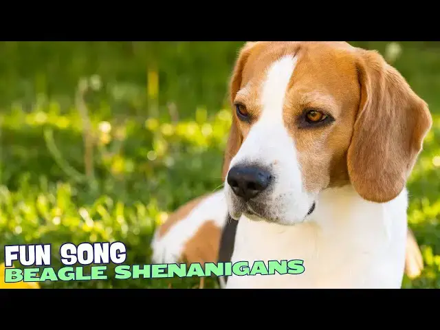 Video thumbnail for 🎶🐶 Beagle Shenanigans | A Playful Song About Beagles 🎉