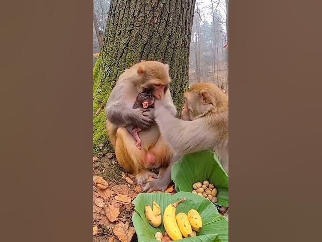 Video thumbnail for #wildliferescue #animalfamily  #monkey #newborn #nature #emotional #cuteanimals