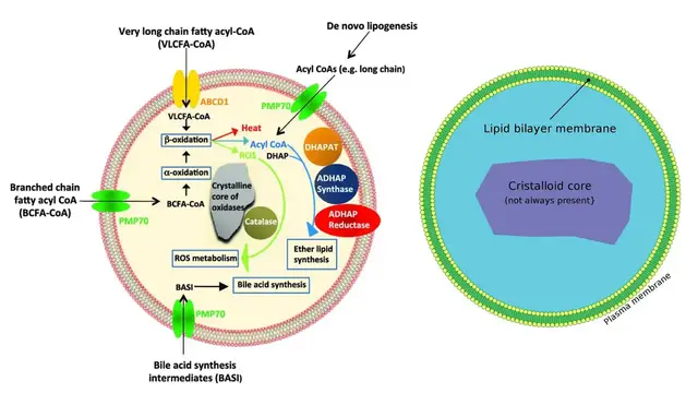 'Video thumbnail for Peroxisome Definition, Structure, Biogenesis, Enzymes, Functions'