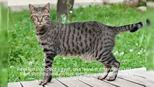Video thumbnail for Egyptian Mau Cat