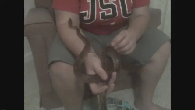 'Video thumbnail for Corn Snake Aquariums'