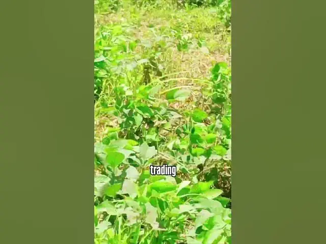 Video thumbnail for GOD is great 😃😃#farming