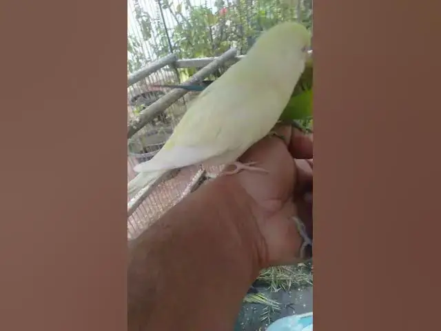 Video thumbnail for 🛍️日本で見つけたインコ必需品🐦✨ #おすすめ 🛍️