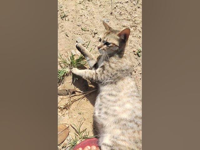 Video thumbnail for Cat Playing with me