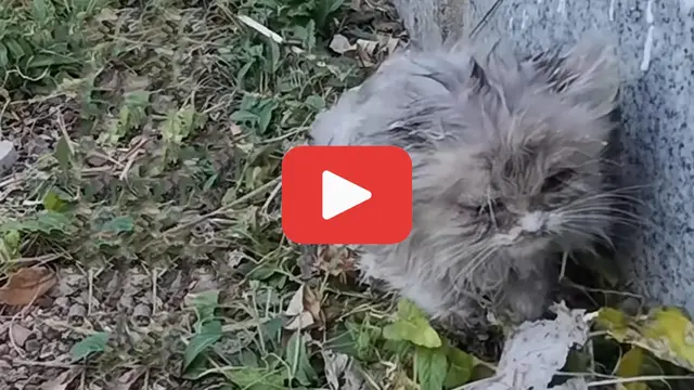Video thumbnail for Stray Cat Clings to Life on the Roadside—A Man Stops Just in Time