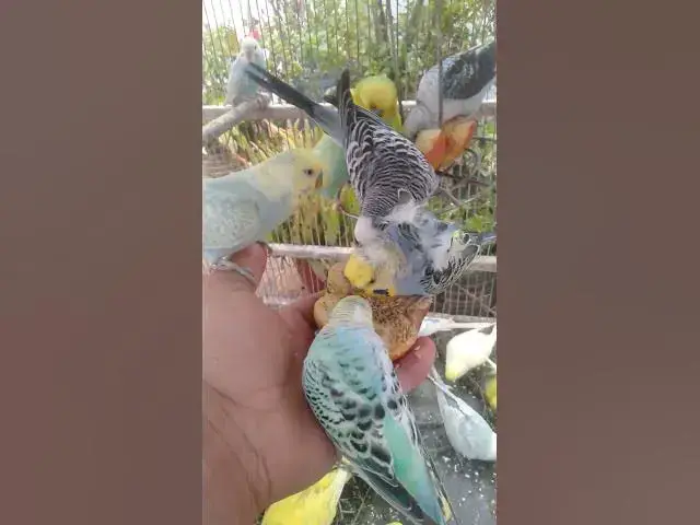 Video thumbnail for 🛍️日本で見つけたおすすめインコ用品🐦✨ #おすすめ 🛍️