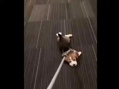 Video thumbnail for Parrot dance compilation funny video | animals compilation video #shorts