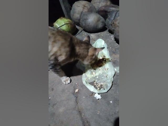 Video thumbnail for Cat Eating Rice