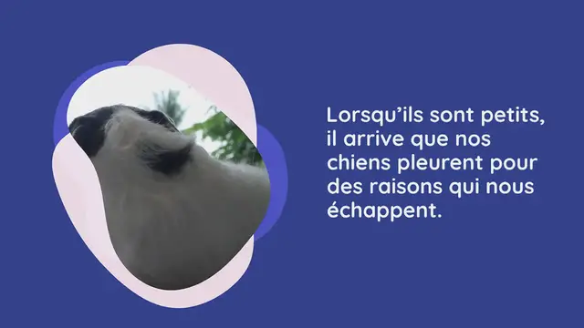 Video thumbnail for Mon chiot pleure : pourquoi et que faire ?