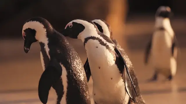 'Video thumbnail for penguin 2'