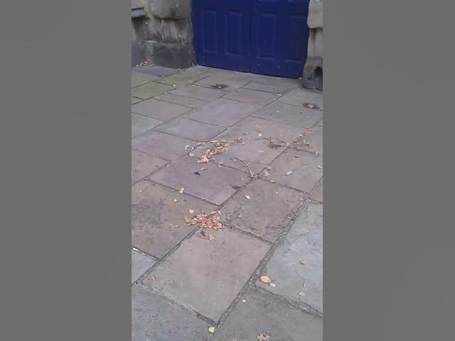 Video thumbnail for small pile of leaves in a moving vortex