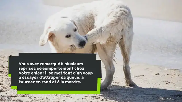 Video thumbnail for Mon chiot pleure : pourquoi et que faire ?