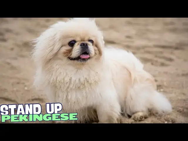 Video thumbnail for 8 Things You Need To Know BEFORE Getting a Pekingese 🐾