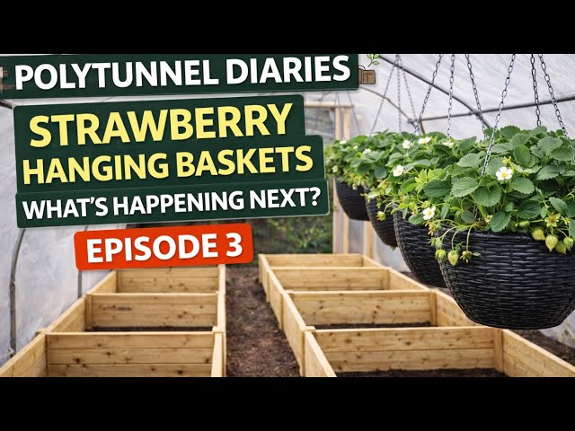 Video thumbnail for How to Grow Strawberries in Hanging Baskets Successfully