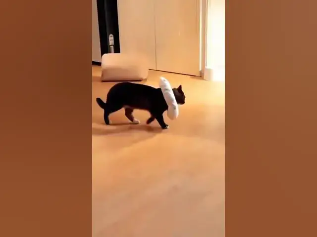 Video thumbnail for Funny cat