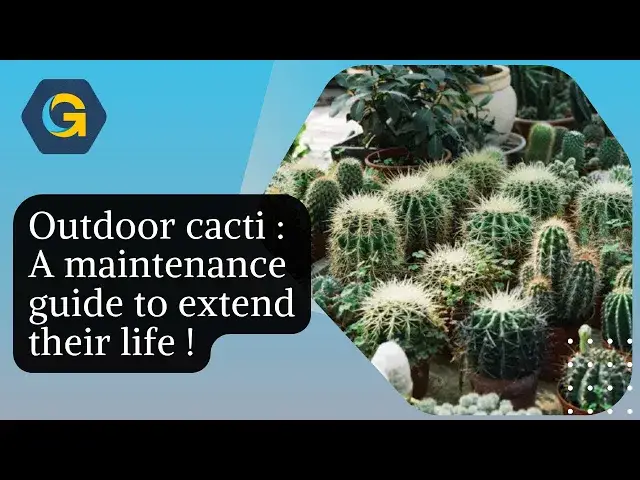 'Video thumbnail for Outdoor cacti : A maintenance guide to extend their life !'