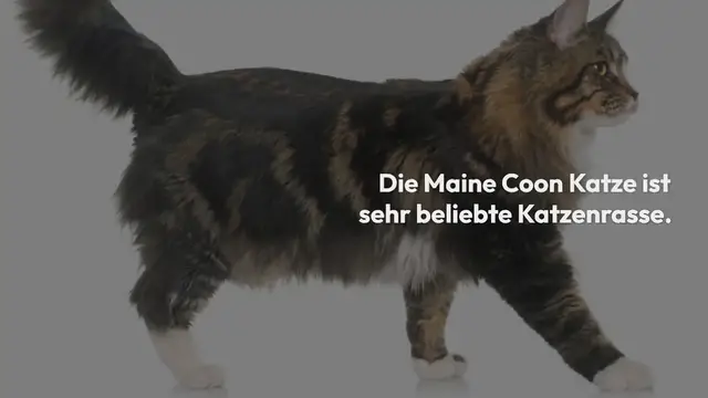 Video thumbnail for Maine Coon Fragen – Alle Antworten zu den meistgestellten Fragen