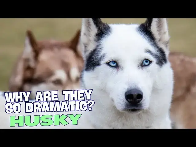 Video thumbnail for Why Are Huskies So Dramatic? 🐾🎭