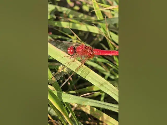 Video thumbnail for Beautiful dragonfly😍😘🥰#shorts