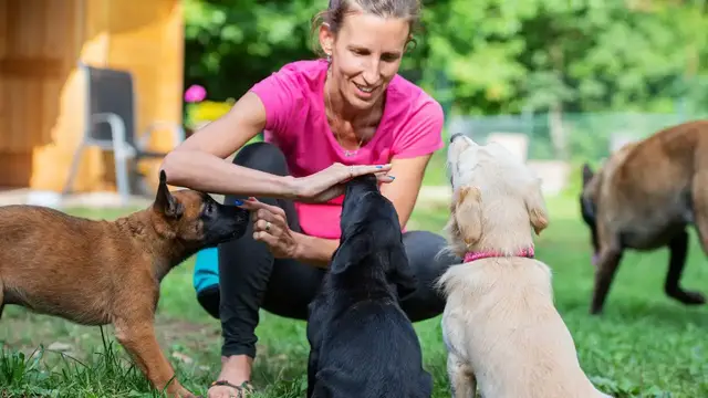 Video thumbnail for Taurine for Dogs: video blog