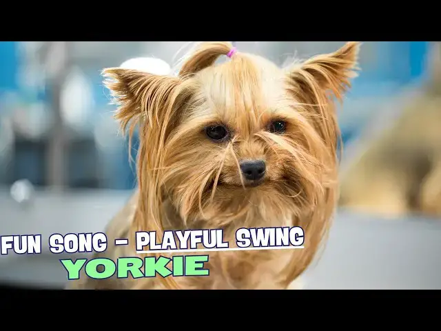 Video thumbnail for 🎶 Little Yorkie/Fun Song about Yorkie 🐾