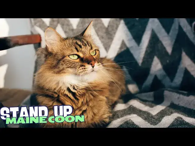Video thumbnail for 10 Reasons Why You Should NEVER Own a Maine Coon 😸