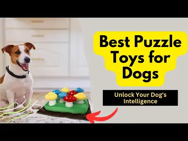 Video thumbnail for Best Puzzle Toys for Dogs: From Boredom to Brilliance