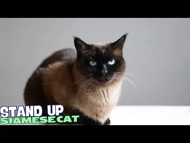 Video thumbnail for 10 Reasons Why You Should NEVER Own a Siamese Cat 🐾