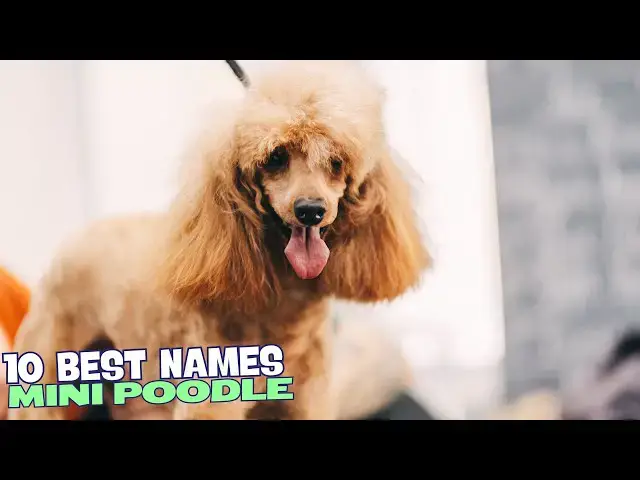 Video thumbnail for 10 Best Names for Mini Poodles! 🐾