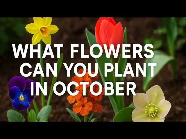 'Video thumbnail for ✅ What Flowers to Plant in October 🌸🌱 | Best Autumn Bulbs & Blooms for Your Garden'