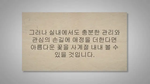 'Video thumbnail for 실내에서 키우기 쉬운 꽃 17종류를 소개합니다'