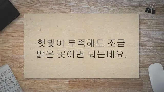 'Video thumbnail for 반음지 꽃 19가지 (물주기, 온도, 꽃말, 특징)'