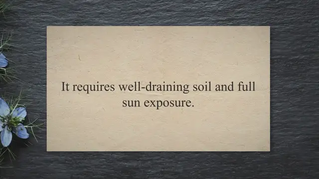 Video thumbnail for happy maroon peony