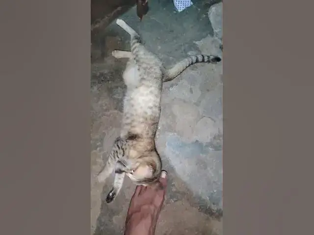 Video thumbnail for my cat maxie playing with me