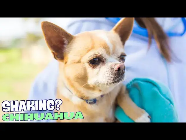 Video thumbnail for 🐕 Why Do Chihuahua Dogs Shake? 🤔