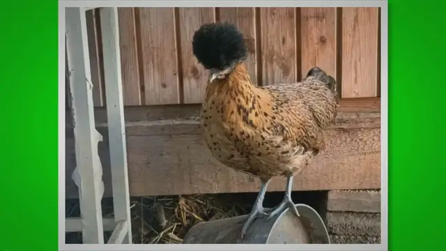 'Video thumbnail for Druffler Haubenhuhn'