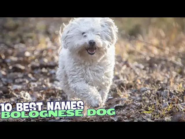 Video thumbnail for 10 Best Names for Bolognese Dogs 🐾