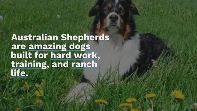 Video thumbnail for 14 Beautiful Australian Shepherd Colors