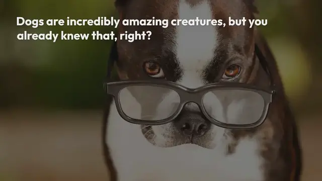 Video thumbnail for 120+ Smart Dog Names For Your Brainy Pooch