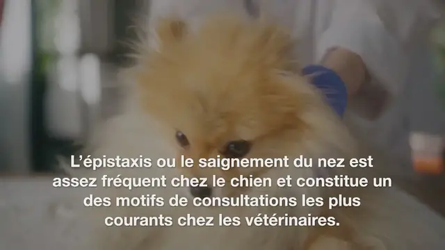Video thumbnail for Chien qui saigne du nez : causes et comment réagir
