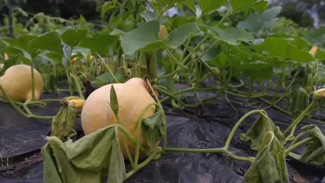 Video thumbnail for Creamy Butternut Squash Soup 🥣🍂