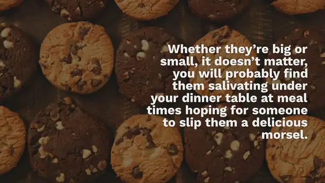 Video thumbnail for 300+ Food Dog Names For Your Canine Cuisine Connoisseur