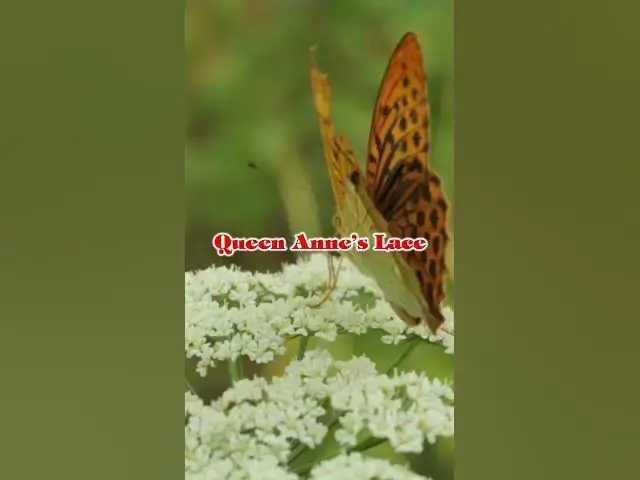 'Video thumbnail for Top 5 Weeds Pollinators Love! 🐝🌼'