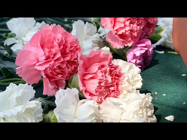 Video thumbnail for Mother’s Day Carnations Given Out at Disneyland Resort