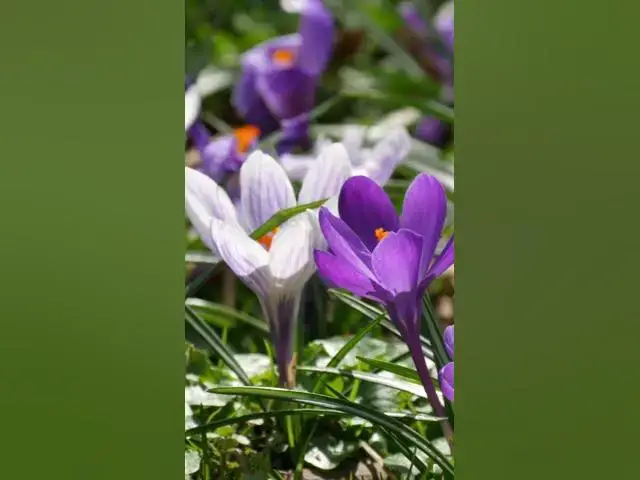 'Video thumbnail for Cold Tolerant Flowers That Grow In Snow'
