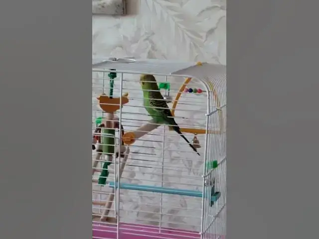 Video thumbnail for Cute budgie😍😘🥰#shorts