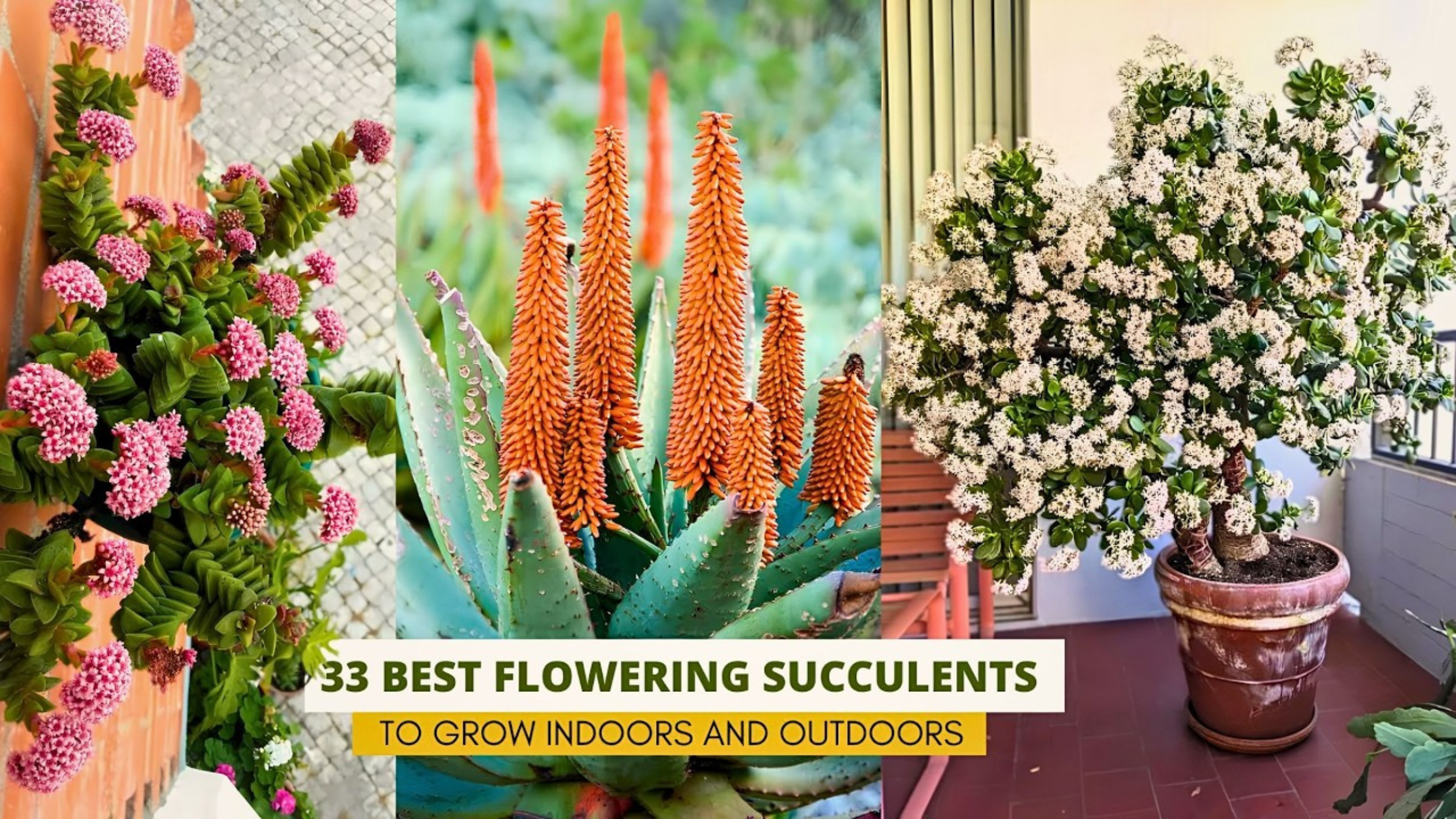 Video thumbnail for 33 Best Flowering Succulents To Grow Indoors and Outdoors